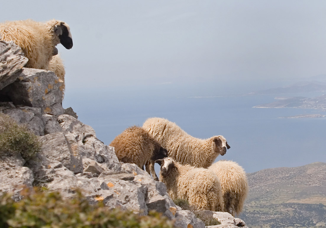 Schafe am Zas (Naxos) - - Haustiere - domestic animals Schafe am Zas (Naxos) - - Haustiere - domestic animals