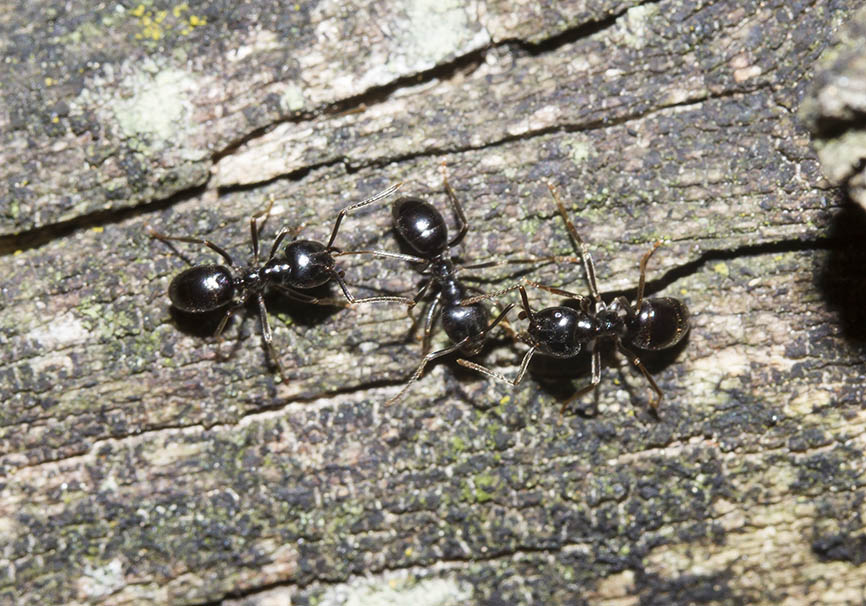 Lasius fuliginosus - Glänzendschwarze Holzameise  -  - Formicidae - Ameisen - ants