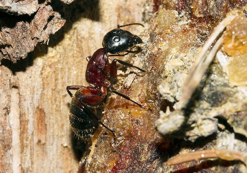 Camponotus ligniperdus - Braunschwarze Rossameise - - Formicidae - Ameisen - ants Camponotus ligniperdus - Braunschwarze Rossameise - - Formicidae - Ameisen - ants