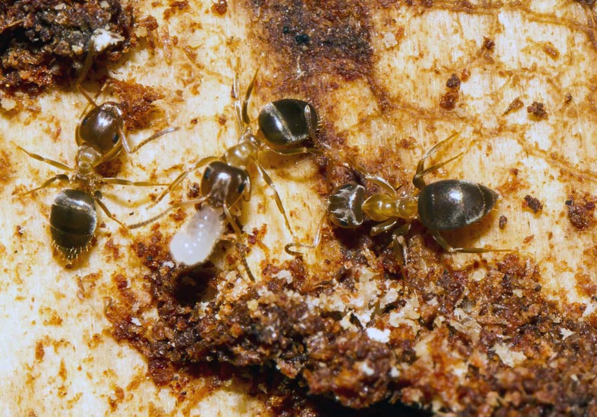 Lasius brunneus - Braune Wegameise - - Formicidae - Ameisen - ants Lasius brunneus - Braune Wegameise - - Formicidae - Ameisen - ants