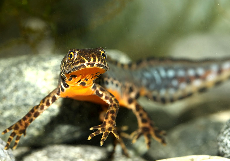 Ichthyosaura alpestris -Alpenmolch - Männchen - Salamandridae - Salamander, Molche - salamanders, newts Ichthyosaura alpestris -Alpenmolch - Männchen - Salamandridae - Salamander, Molche - salamanders, newts