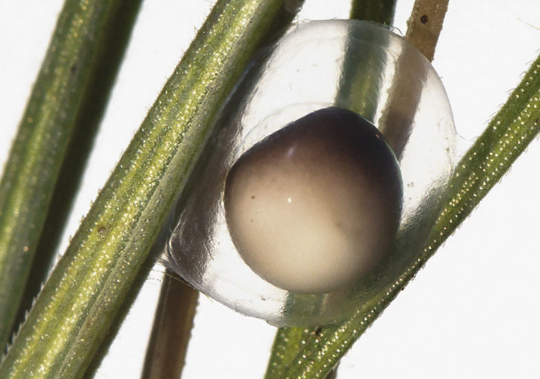 Ichthyosaura alpestris Alpenmolch - Egg - Amphibienentwicklung - amphibian development Ichthyosaura alpestris Alpenmolch - Egg - Amphibienentwicklung - amphibian development