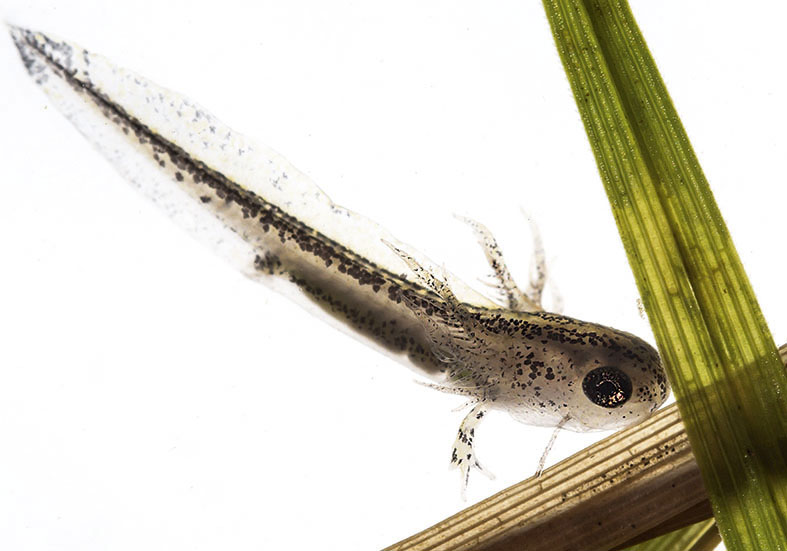 Ichthyosaura alpestris Alpenmolch - - Amphibienentwicklung - amphibian development Ichthyosaura alpestris Alpenmolch - - Amphibienentwicklung - amphibian development