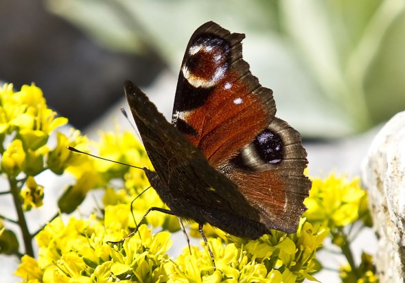 Inachis io - Tagpfauenauge - - Nymphalidae - Edelfalter - brush-footed butterflies Inachis io - Tagpfauenauge - - Nymphalidae - Edelfalter - brush-footed butterflies