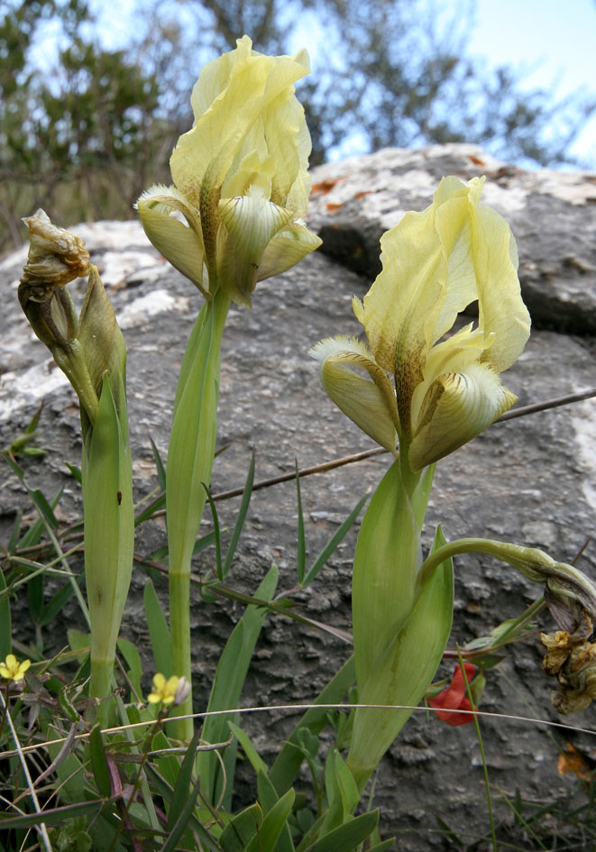 Iris suaveolens - - Gras- und Felsfluren - grassy and rocky terrains Iris suaveolens - - Gras- und Felsfluren - grassy and rocky terrains