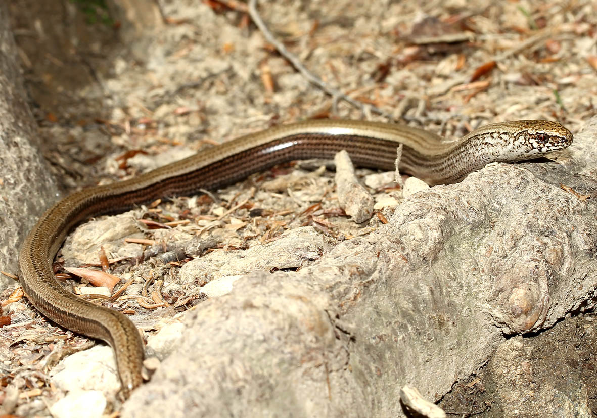 Anguis fragilis - Blindschleiche - - Lacertilia - Echsen - lizards Anguis fragilis - Blindschleiche - - Lacertilia - Echsen - lizards