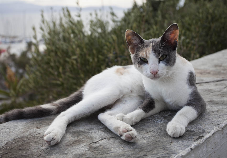 Katze - Naxos - Haustiere - domestic animals Katze - Naxos - Haustiere - domestic animals