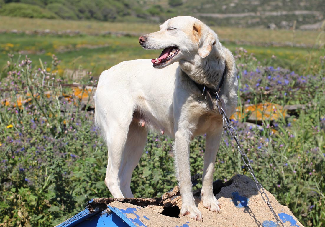 Kettenhund - Tinos - Haustiere - domestic animals Kettenhund - Tinos - Haustiere - domestic animals