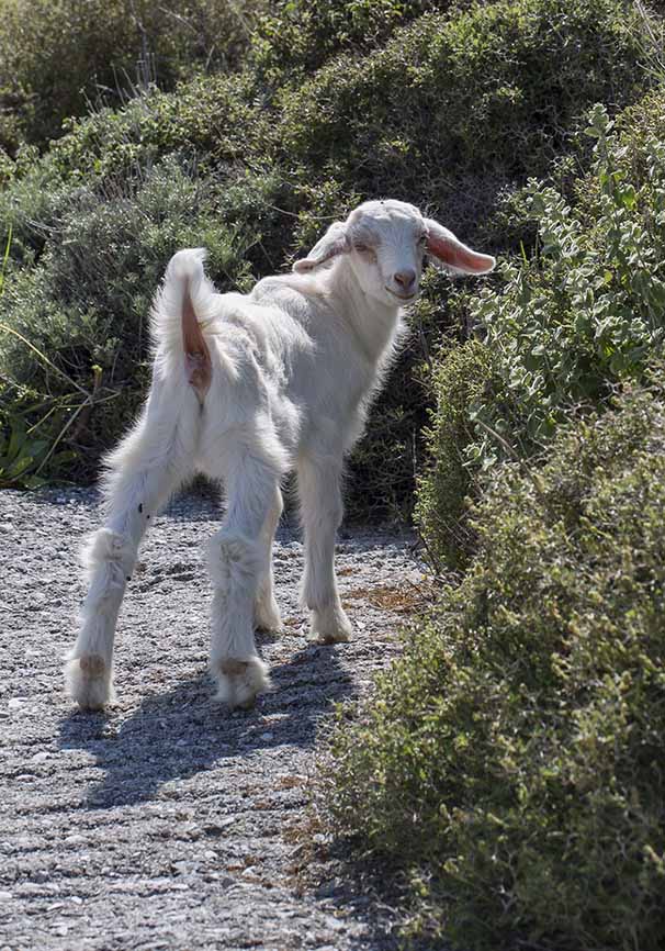 Kitz - - Haustiere - domestic animals Kitz - - Haustiere - domestic animals
