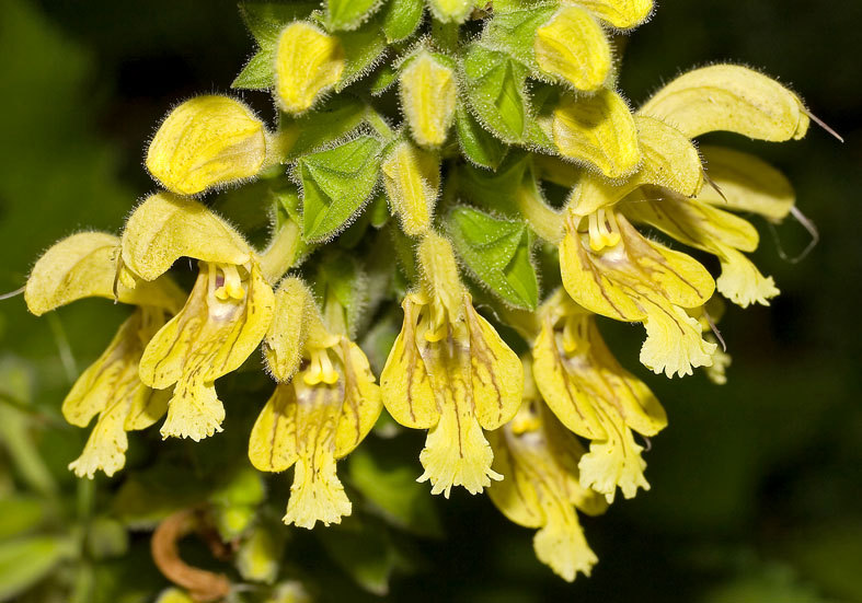 Salvia glutinosa - Klebriger Salbei - Fam. Lamiaceae - Wald - forest Salvia glutinosa - Klebriger Salbei - Fam. Lamiaceae - Wald - forest