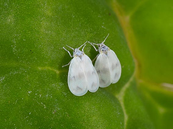 Kohlmotten-Schildlaus - Aleyrodes proletella - Fam. Aleyrodidae - Mottenschildläuse - Sternorrhyncha - Pflanzenläuse Kohlmotten-Schildlaus - Aleyrodes proletella - Fam. Aleyrodidae - Mottenschildläuse - Sternorrhyncha - Pflanzenläuse