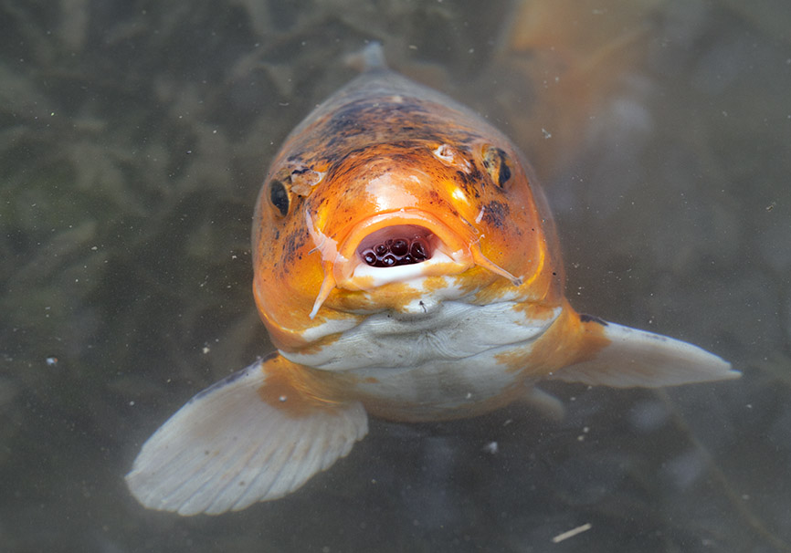 Koi - Cyprinus carpio - - Cypriniformes - Karpfenartige Koi - Cyprinus carpio - - Cypriniformes - Karpfenartige