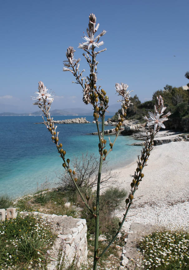 Korfu - Kassiopi - - Corfu - Kerkyra Korfu - Kassiopi - - Corfu - Kerkyra