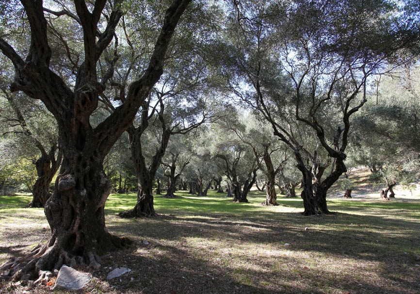 Korfu - Kerasia - Olivenbäume - - Corfu - Kerkyra Korfu - Kerasia - Olivenbäume - - Corfu - Kerkyra