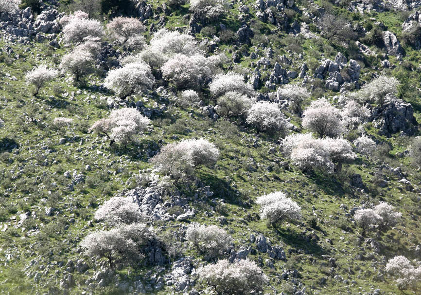 Korfu - Pantokrator - Mandelblüte - - Corfu - Kerkyra Korfu - Pantokrator - Mandelblüte - - Corfu - Kerkyra