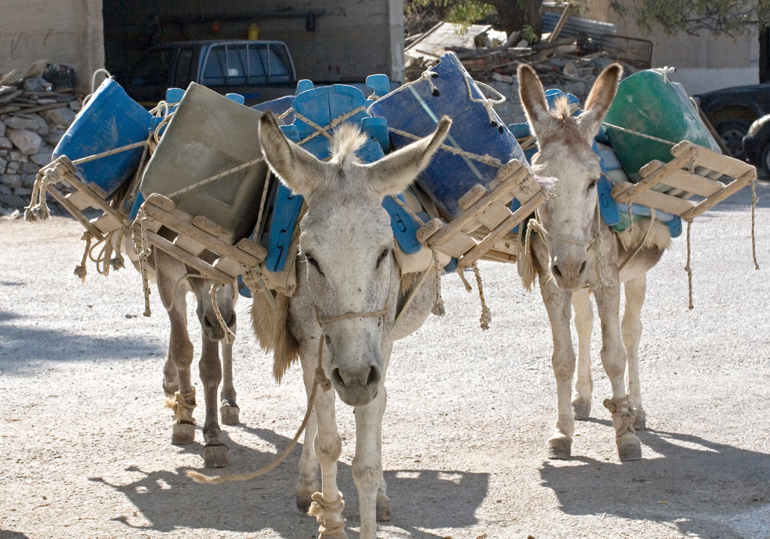 Esel als Bauarbeiter - Langada (Amorgos) - Haustiere - domestic animals Esel als Bauarbeiter - Langada (Amorgos) - Haustiere - domestic animals