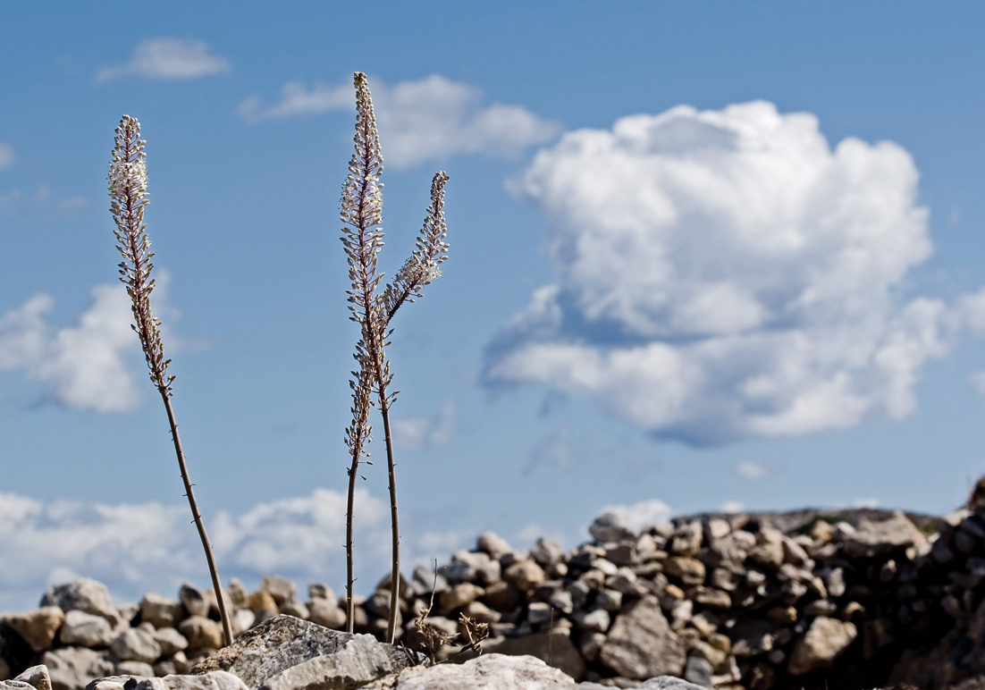 Folegandros - Meerzwiebeln - - Folegandros Folegandros - Meerzwiebeln - - Folegandros