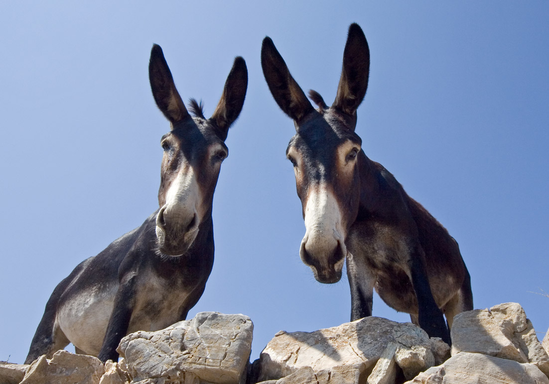 neugierige Maultiere - Syros - Haustiere - domestic animals neugierige Maultiere - Syros - Haustiere - domestic animals