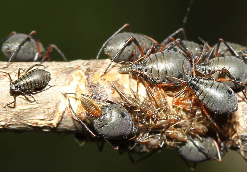 Lachnus roboris - Eichen Baumlaus - Fam. Lachnidae (Baumläuse)
mit Geburt eines Jungtieres - Sternorrhyncha - Pflanzenläuse Lachnus roboris - Eichen Baumlaus - Fam. Lachnidae (Baumläuse)
mit Geburt eines Jungtieres - Sternorrhyncha - Pflanzenläuse