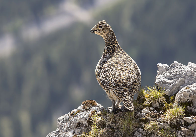Lagopus muta - Alpenschneehuhn female - - Galliformes - Hühnervögel - wildfowls Lagopus muta - Alpenschneehuhn female - - Galliformes - Hühnervögel - wildfowls