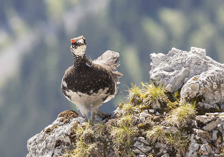 Lagopus muta - Alpenschneehuhn male - - Galliformes - Hühnervögel - wildfowls Lagopus muta - Alpenschneehuhn male - - Galliformes - Hühnervögel - wildfowls