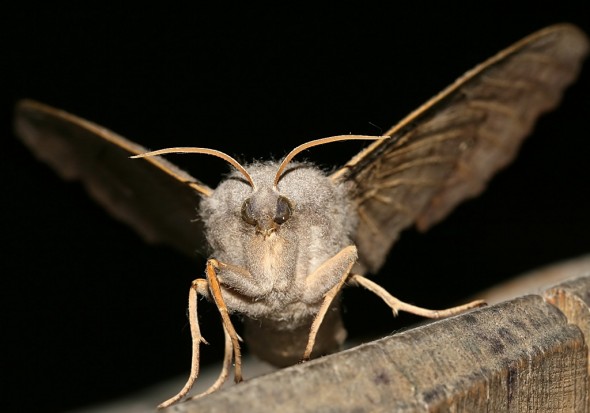 Laothoe populi - Pappelschwärmer -  - Sphingidae - Schwärmer - hawk moths