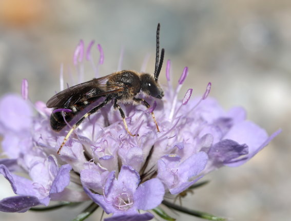 Lasioglossum calceatum - Gewöhnliche Schmalbiene - Männchen - male - Apiformes - Halictidae - Bienen - bees Lasioglossum calceatum - Gewöhnliche Schmalbiene - Männchen - male - Apiformes - Halictidae - Bienen - bees