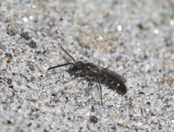 Lasioglossum morio - Gold-Schmalbiene - Männchen - male - Apiformes - Halictidae - Bienen - bees Lasioglossum morio - Gold-Schmalbiene - Männchen - male - Apiformes - Halictidae - Bienen - bees