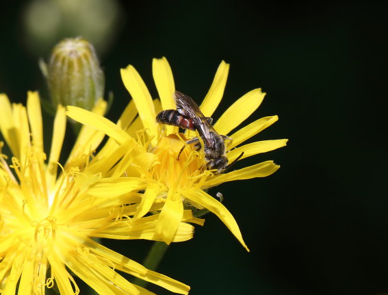 Lasioglossum nigripes - Schmalbiene - Männchen - male - Apiformes - Halictidae - Bienen - bees Lasioglossum nigripes - Schmalbiene - Männchen - male - Apiformes - Halictidae - Bienen - bees