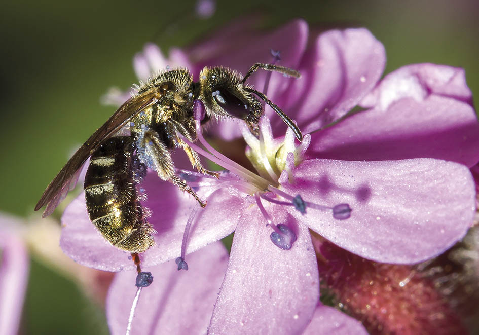 Lasioglossum nitidulum - Schmalbiene -  - Apiformes - Halictidae - Bienen - bees