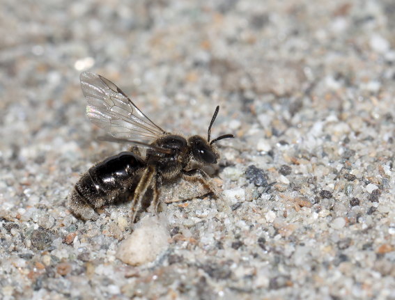 Lasioglossum villosulum - Zottige Schmalbiene - - Apiformes - Halictidae - Bienen - bees Lasioglossum villosulum - Zottige Schmalbiene - - Apiformes - Halictidae - Bienen - bees