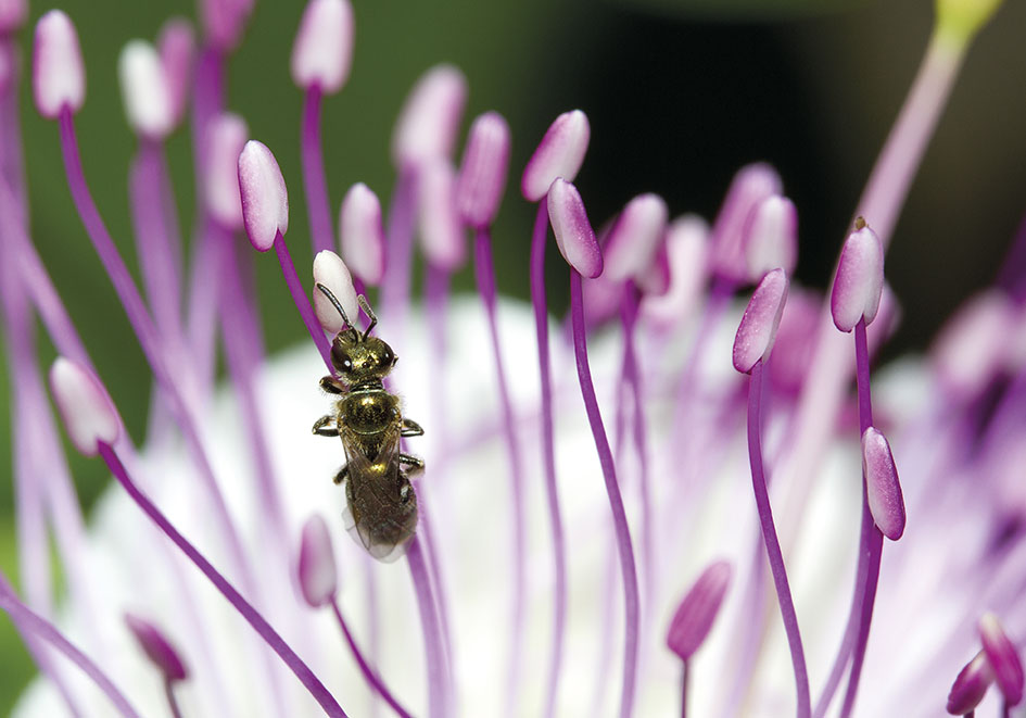 Lasioglossum nitidulum - Schmalbiene - - Apiformes - Halictidae - Bienen - bees Lasioglossum nitidulum - Schmalbiene - - Apiformes - Halictidae - Bienen - bees