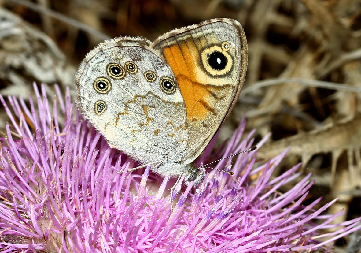 Lasiommata maera - Braunauge - Samos - Nymphalidae - Edelfalter - brush-footed butterflies Lasiommata maera - Braunauge - Samos - Nymphalidae - Edelfalter - brush-footed butterflies
