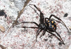 Fam. Theridiidae -