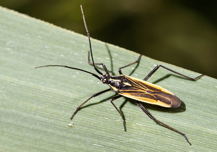 Leptopterna dolabrata - Fam. Miridae (Blindwanzen) - Heteroptera - Wanzen - true bugs