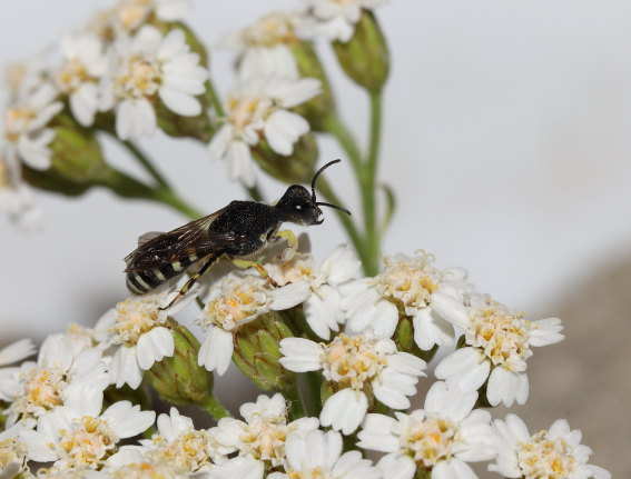 Lestica clypeata - - Spheciformes - Grabwespen - thread-waisted wasps Lestica clypeata - - Spheciformes - Grabwespen - thread-waisted wasps