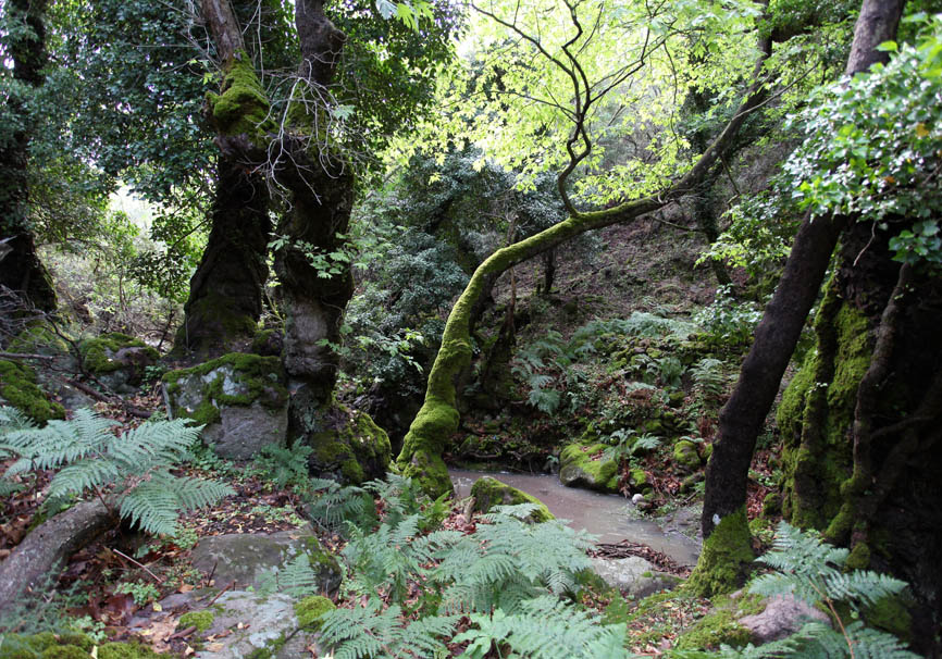 Ligonatal - Lesbos - - Lesbos Ligonatal - Lesbos - - Lesbos
