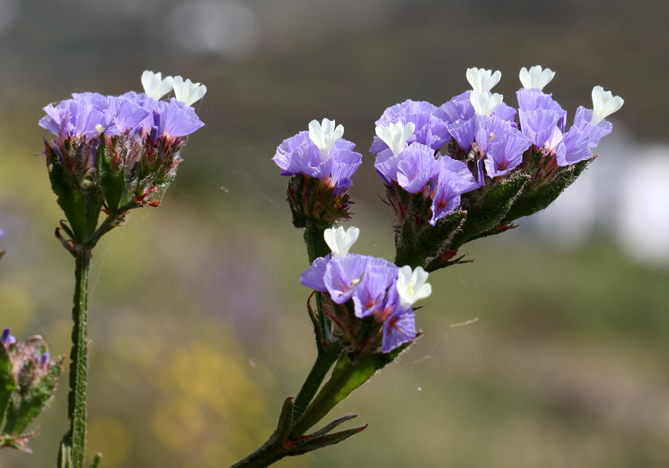 Limonium sinuatum - Geflügelter Strandflieder - winged sea lavender - - Saline Lebensräume - saline environments Limonium sinuatum - Geflügelter Strandflieder - winged sea lavender - - Saline Lebensräume - saline environments
