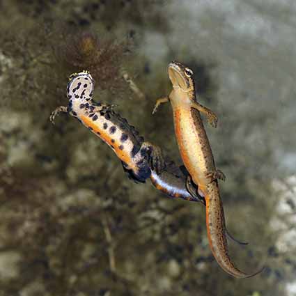 Lissotriton vulgaris - Teichmolch  -  - Salamandridae - Salamander, Molche - salamanders, newts
