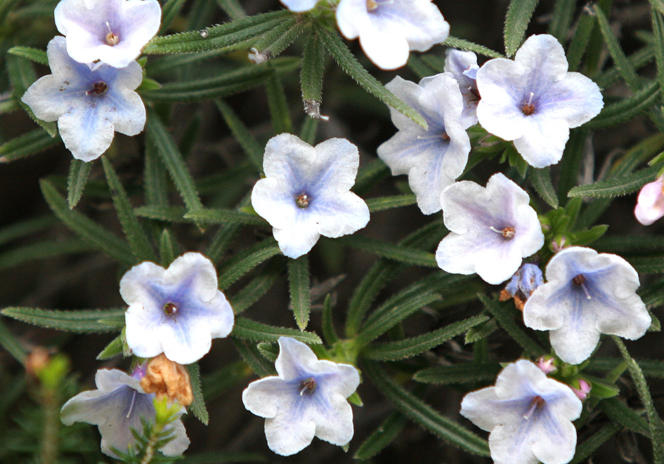 Lithodora hispidula - Borstiger Steinsame - - Phrygana Lithodora hispidula - Borstiger Steinsame - - Phrygana