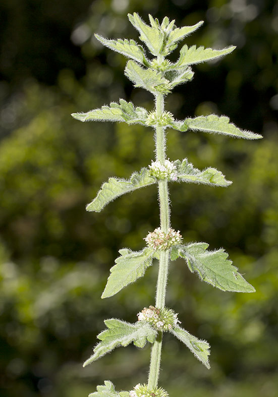 Lycopus europaeus - Weichhaariger Wolfsfuß - Fam. Lamiaceae - Feuchtgebiete - wetlands Lycopus europaeus - Weichhaariger Wolfsfuß - Fam. Lamiaceae - Feuchtgebiete - wetlands