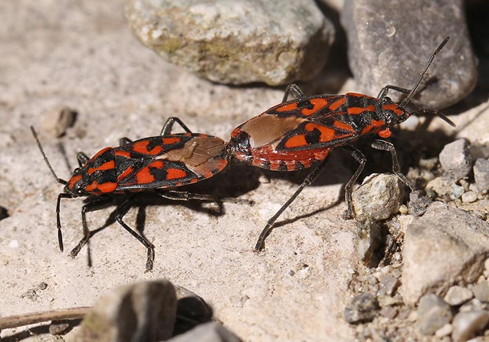Lygaeus saxatilis - Knappe - Fam. Lygaeidae - Bodenwanzen - Heteroptera - Wanzen - true bugs Lygaeus saxatilis - Knappe - Fam. Lygaeidae - Bodenwanzen - Heteroptera - Wanzen - true bugs