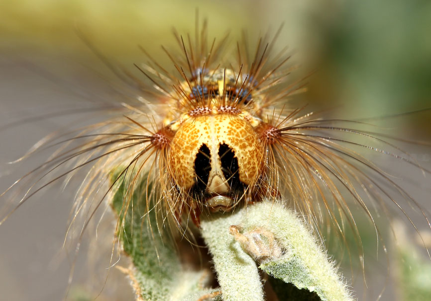Lymantria dispar - Schwammspinner - Fam. Erebidae/Lymantriinae - Lesbos - Raupen - Caterpillars Lymantria dispar - Schwammspinner - Fam. Erebidae/Lymantriinae - Lesbos - Raupen - Caterpillars