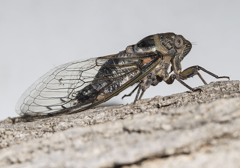 Lyristes plebejus - Metamorphosis 8 - Fam. Cicadidae (Singzikaden) - Zagori (Griechenland) - Auchenorrhyncha - Zikaden - cicada Lyristes plebejus - Metamorphosis 8 - Fam. Cicadidae (Singzikaden) - Zagori (Griechenland) - Auchenorrhyncha - Zikaden - cicada