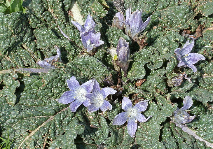 Mandragora autumnalis - Herbstalraune - mandrake - - Ruderal vegetation Mandragora autumnalis - Herbstalraune - mandrake - - Ruderal vegetation