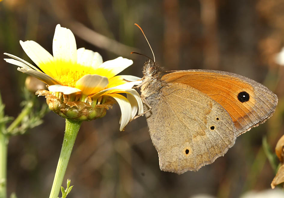 Maniola jurtina - Großes Ochensauge - Milos - Nymphalidae - Edelfalter - brush-footed butterflies Maniola jurtina - Großes Ochensauge - Milos - Nymphalidae - Edelfalter - brush-footed butterflies