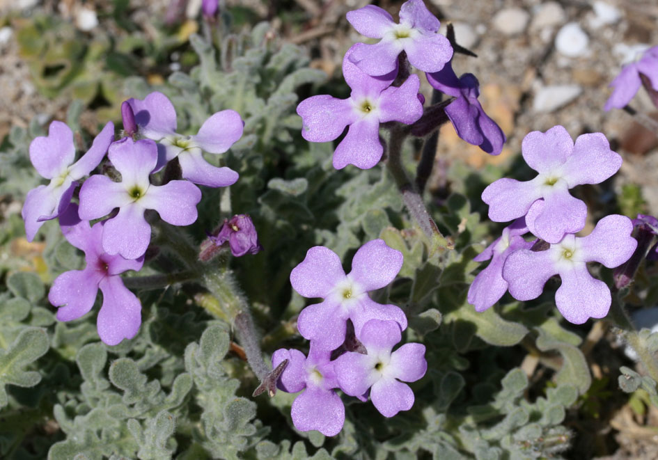 Matthiola tricuspidata - Dreihörnige Levkoje - - Saline Lebensräume - saline environments Matthiola tricuspidata - Dreihörnige Levkoje - - Saline Lebensräume - saline environments