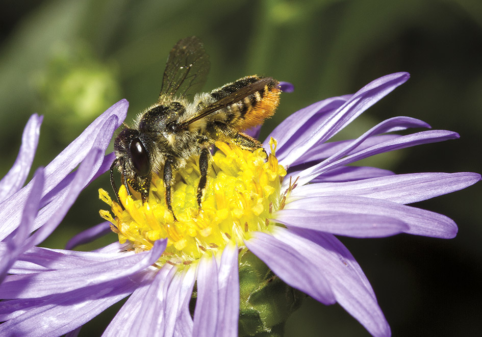 Megachile centuncularis - Blattschneiderbiene - Aster amellus - Apidae - Megachilinae - Bienen - bees Megachile centuncularis - Blattschneiderbiene - Aster amellus - Apidae - Megachilinae - Bienen - bees