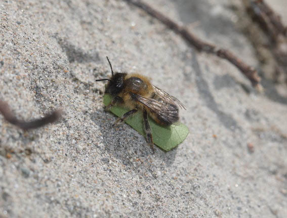 Megachile circumcincta - Zottige Blattschneiderbiene - - Apiformes - Megachilidae - Bienen - bees Megachile circumcincta - Zottige Blattschneiderbiene - - Apiformes - Megachilidae - Bienen - bees