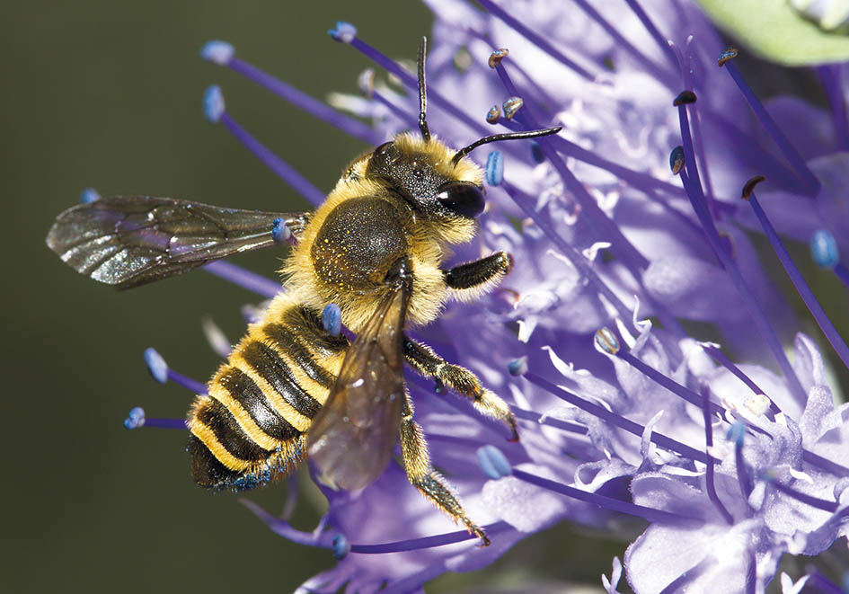 Megachile melanopyga - Blattschneiderbiene - - Apidae - Megachilinae - Bienen - bees Megachile melanopyga - Blattschneiderbiene - - Apidae - Megachilinae - Bienen - bees